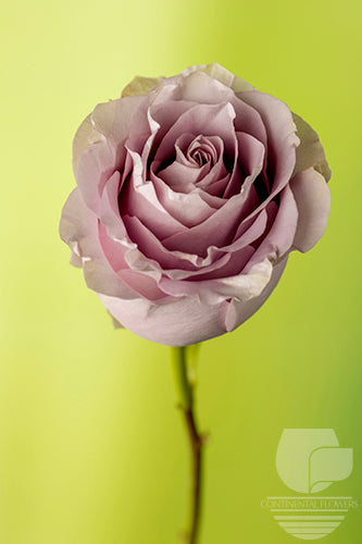 compare product Roses Vintage Silvery Light 60cm