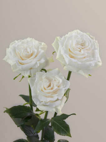 compare product Roses White RP Aspen 70cm