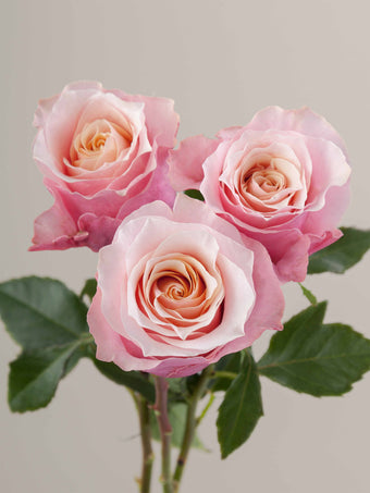 compare product Roses Medium Pink RP Flamingo 60cm