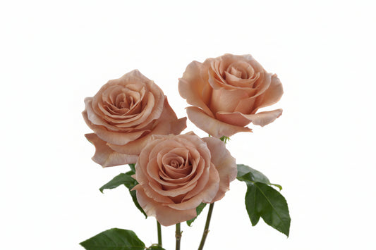 RP_MOAB_Rosaprima-Exclusive-Rose-5.jpg