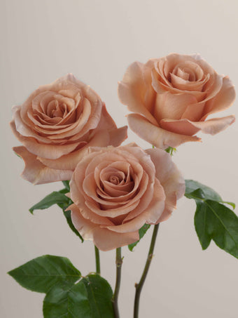 compare product Roses Earth Tones RP Moab 70cm
