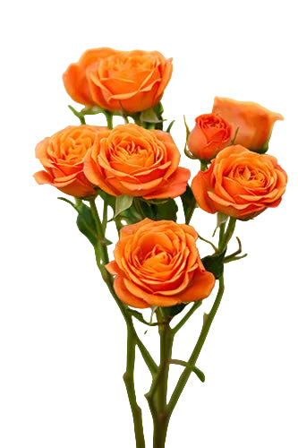 compare product Spray Rose Orange Babe 50cm