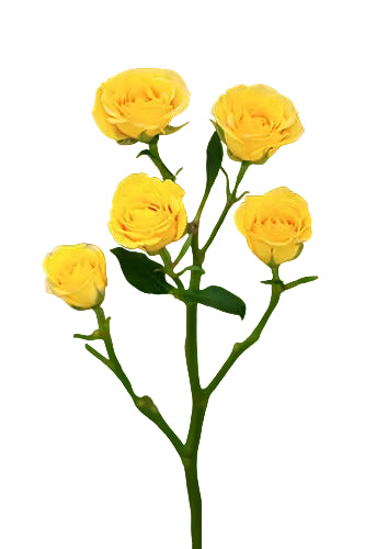 Spray Rose Yellow Babe 50cm