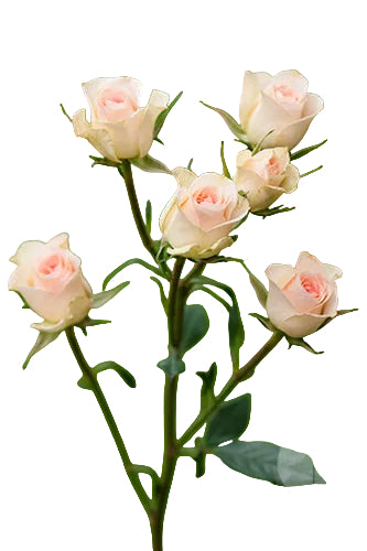 Spray Rose Light Pink Chablis 50cm
