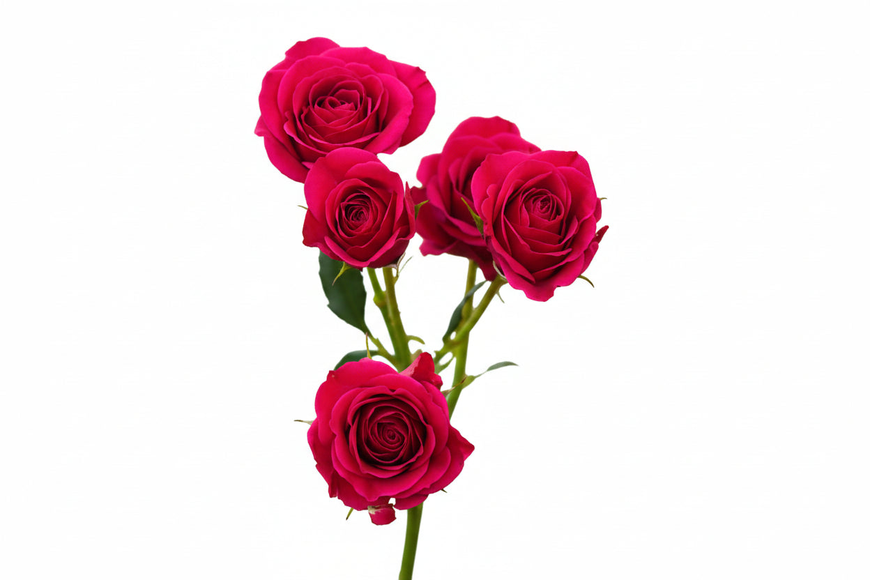 Spray Rose Dark Pink Gem Star 50cm