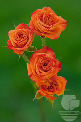 Spray Rose Orange Mambo 50cm