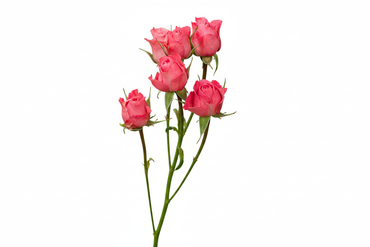 Spray Rose Dark Pink Twinkle Bride 50cm