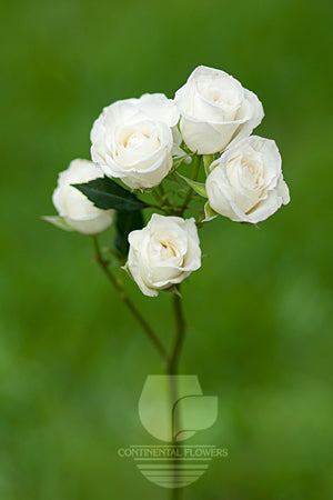 Spray Rose White Viviane 40cm
