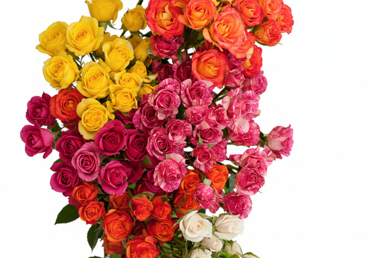 Spray Rose Assorted - 50cm