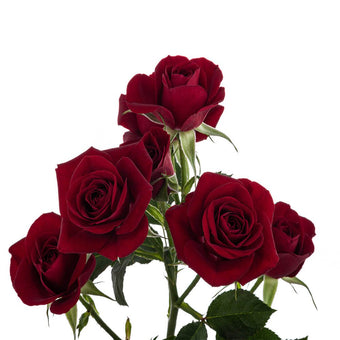 compare product Spray Rose 50cm Red Rubicon