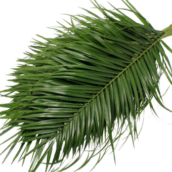 compare product Robellini Sleeved 60cm - 10 Pack