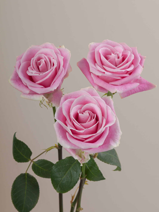 Rosita_Vendela_Rose_Trio_View_Rosaprima.jpg