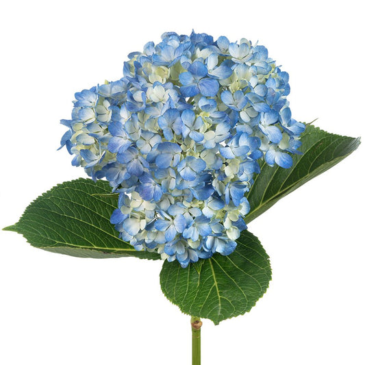 SHOCKING-BLUE-1-oqtw9qxu6mh4zld7lk2qjybh0h0th0w9pi9rwqla8g.jpg