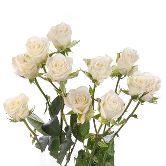 compare product Spray Rose 50cm White Snow Flake