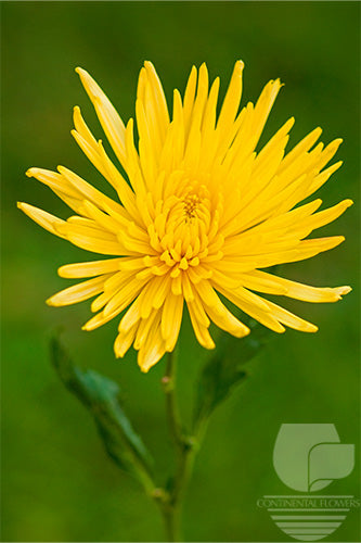 compare product Spiders Yellow Anastasia XXX