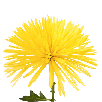 compare product Spider Yellow