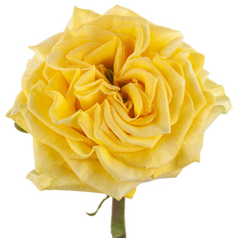 compare product Ah!Maze Roses 50cm Yellow Starwalker
