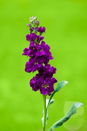 compare product Stock Dark Purple - 70cm