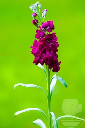 compare product Stock Red - 70cm