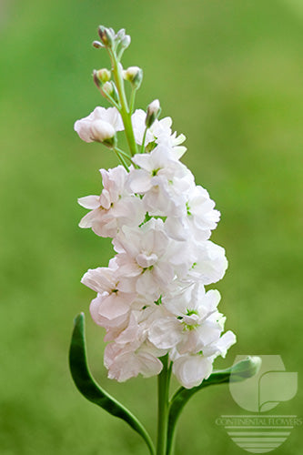 Stock White - 70cm
