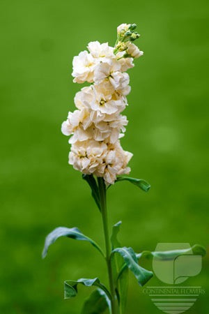 compare product Stock Yellow - 70cm
