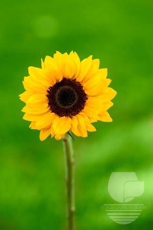 compare product Sunflower Yellow Vincent Choice Medium