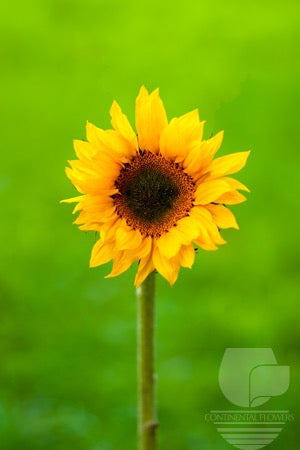 Sunflower Yellow Vincent Fresh Green Center Mini