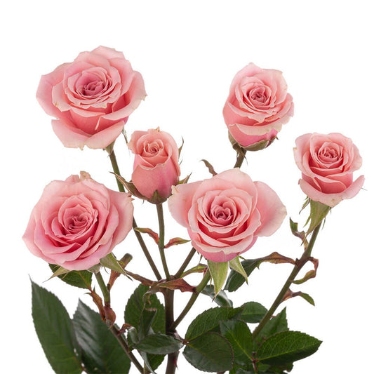 SWEET-SENSATION-oqtw9qxu6mh4zld7lk2qjybh0h0th0w9pi9rwqla8g.jpg