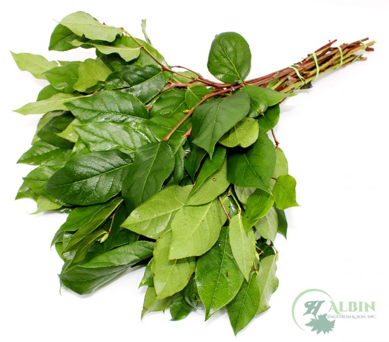 Salal Tips - 10 Pack