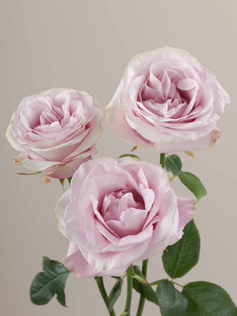 compare product Roses Light Pink Secret Garden 70cm