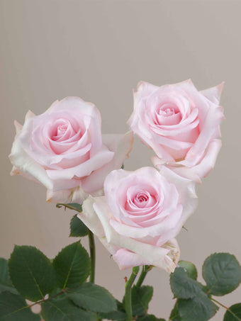 compare product Roses Light Pink Sweet Akito 50cm