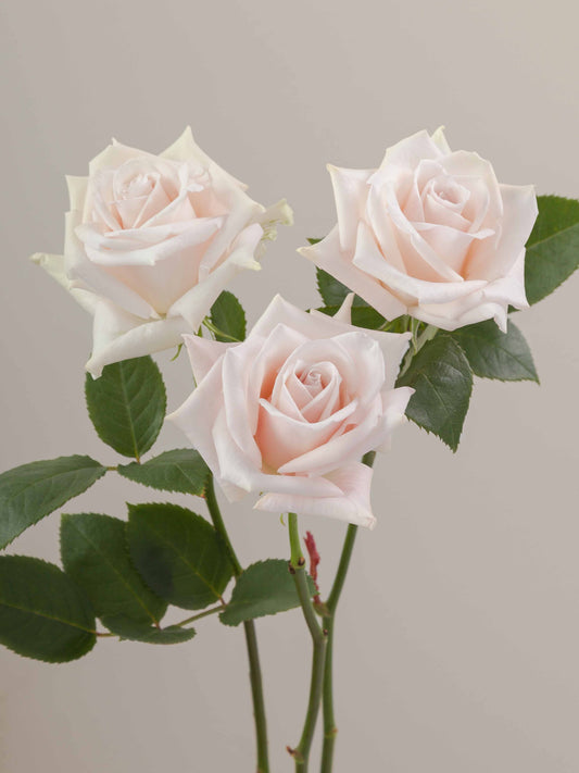 Sweet_Escimo_Rose_Trio_View_Rosaprima.jpg
