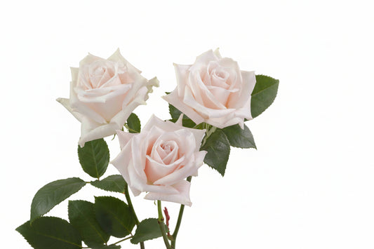 Sweet_Escimo_Rose_Trio_View_Rosaprima.jpg