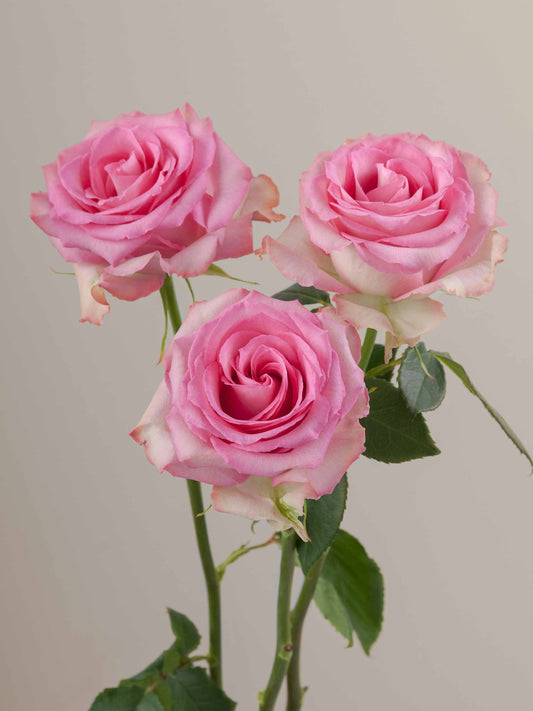 Sweet_Unique_Rose_Trio_View_Rosaprima.jpg