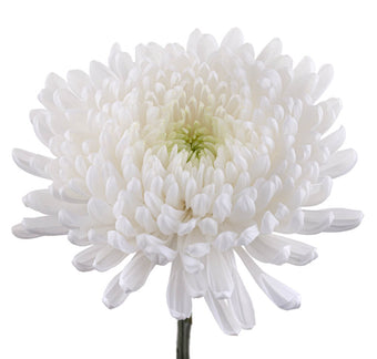 compare product Cremon White Tatto