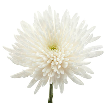 compare product Spider White