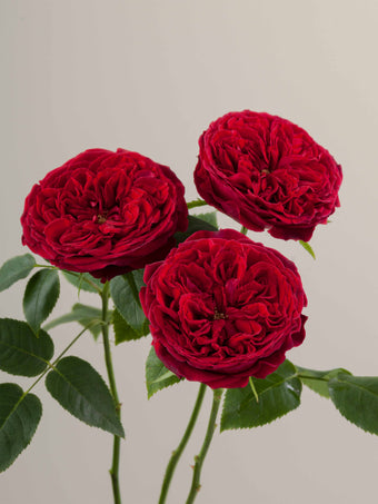 compare product Roses Red Tess 50cm