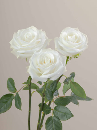 compare product Roses White Tibet 60cm
