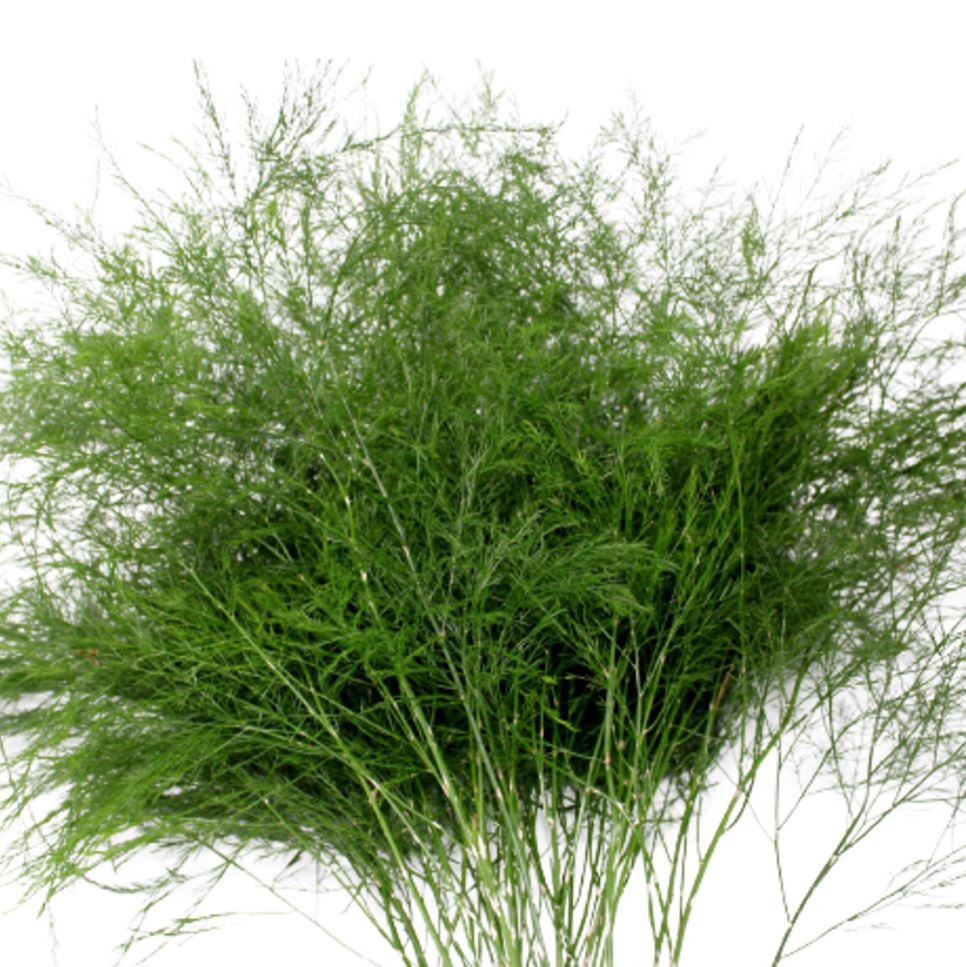 Tree Fern - 10 Pack