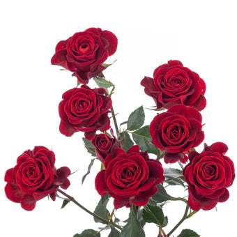 compare product Spray Rose 50cm Red Verona