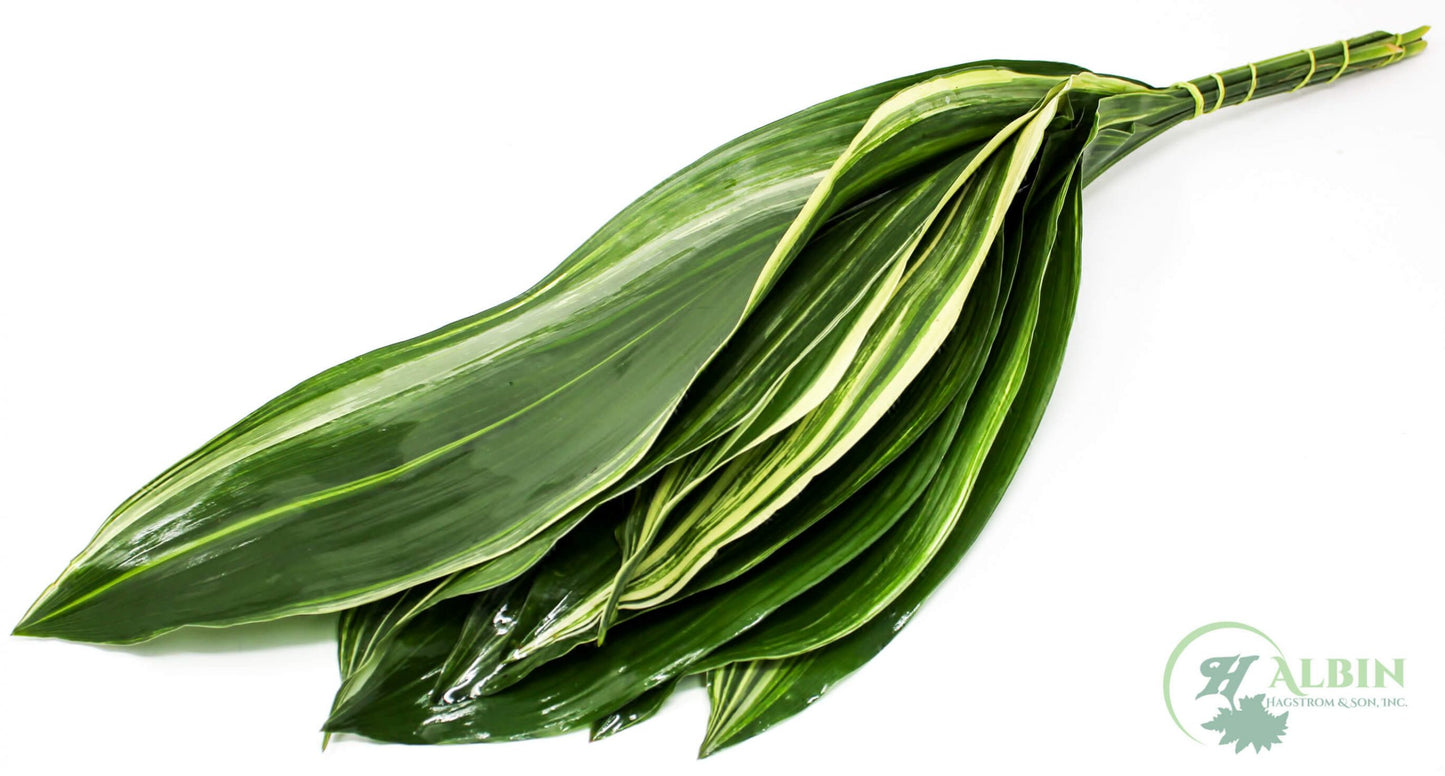 Aspidistra Variegated - 10 Pack