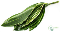 Aspidistra Variegated - 10 Pack