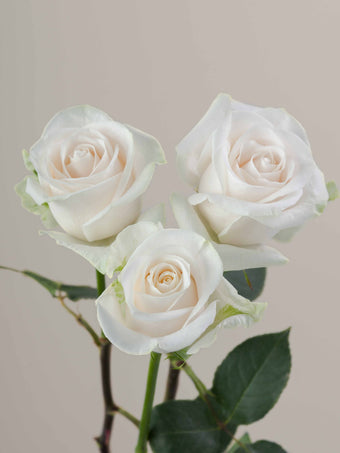 compare product Roses Cream Vendela 60cm