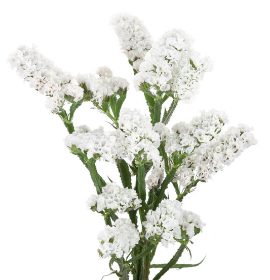 WHITE-STATICE1.jpg