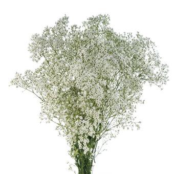 compare product Gypsophila Wild Pearl