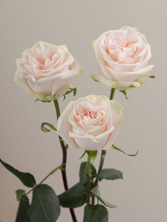 compare product Roses Peach Wedding Spirit 60cm