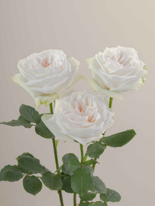 White_OHara_Rose_Trio_View_Rosaprima.jpg