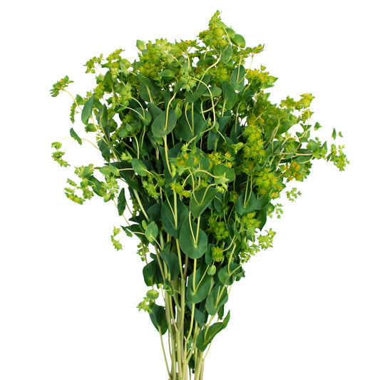 esmeralda-farms-bupleurum-griffity-1.jpg