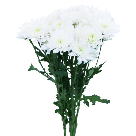 esmeralda-farms-chrysanthemum-alexis-white-2.jpg