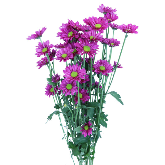 esmeralda-farms-chrysanthemum-memphis-2.jpg